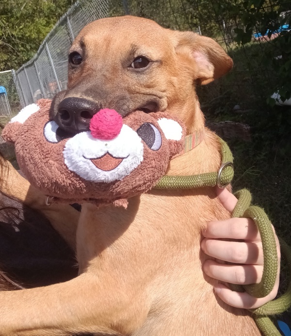 Dog for adoption Chappell, a Hound Mix in Cleveland, TN Petfinder