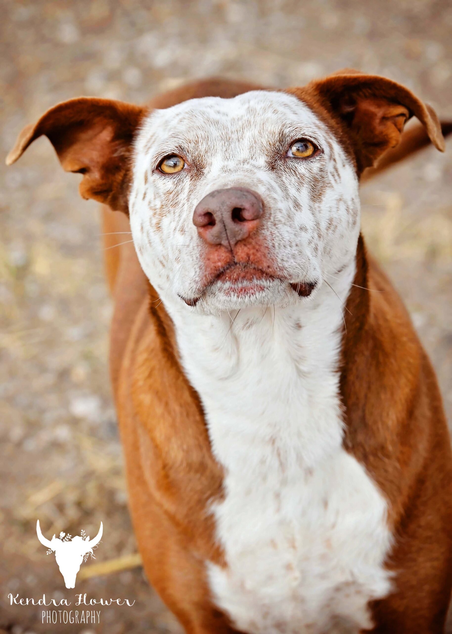 Bella, an adoptable Mixed Breed in Fallon, NV, 89406 | Photo Image 1