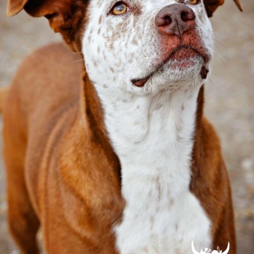 Bella, an adoptable Mixed Breed in Fallon, NV, 89406 | Photo Image 2