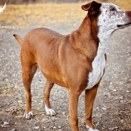 Bella, an adoptable Mixed Breed in Fallon, NV, 89406 | Photo Image 3