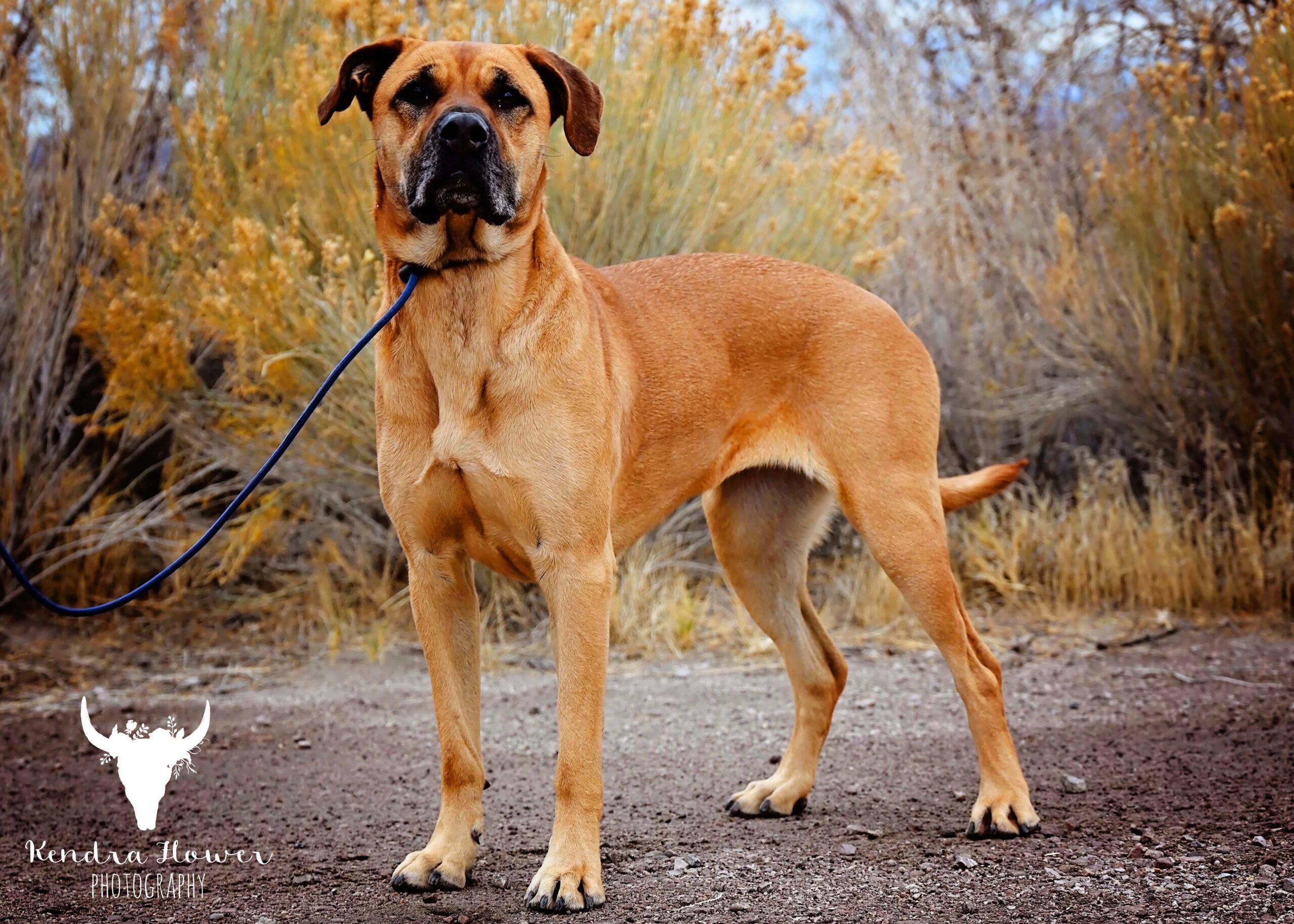 Callie, an adoptable Mastiff, Mixed Breed in Fallon, NV, 89406 | Photo Image 1
