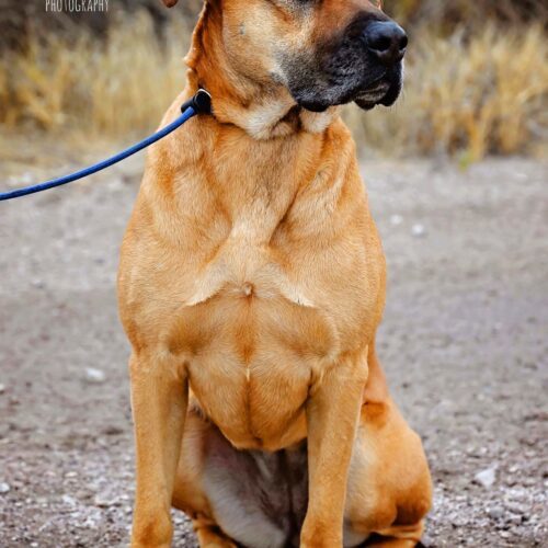 Callie, an adoptable Mastiff, Mixed Breed in Fallon, NV, 89406 | Photo Image 2