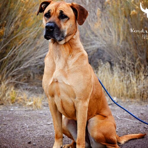 Callie, an adoptable Mastiff, Mixed Breed in Fallon, NV, 89406 | Photo Image 3