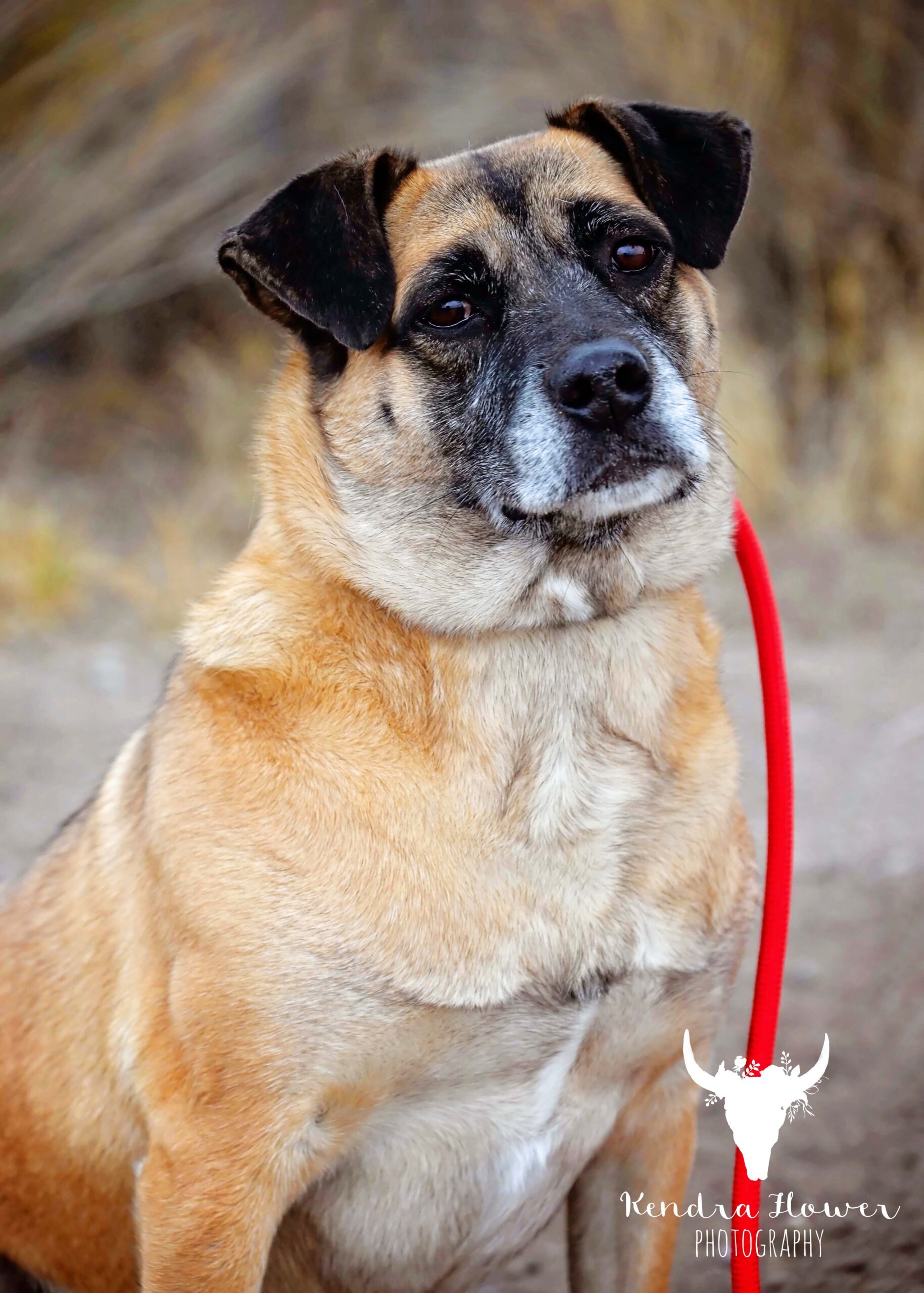 Teddy, an adoptable Shepherd, Mixed Breed in Fallon, NV, 89406 | Photo Image 1