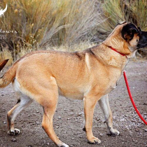 Teddy, an adoptable Shepherd, Mixed Breed in Fallon, NV, 89406 | Photo Image 2
