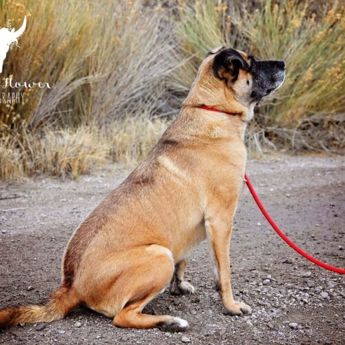 Teddy, an adoptable Shepherd, Mixed Breed in Fallon, NV, 89406 | Photo Image 3