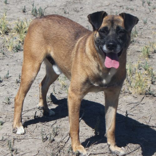 Teddy, an adoptable Shepherd, Mixed Breed in Fallon, NV, 89406 | Photo Image 4