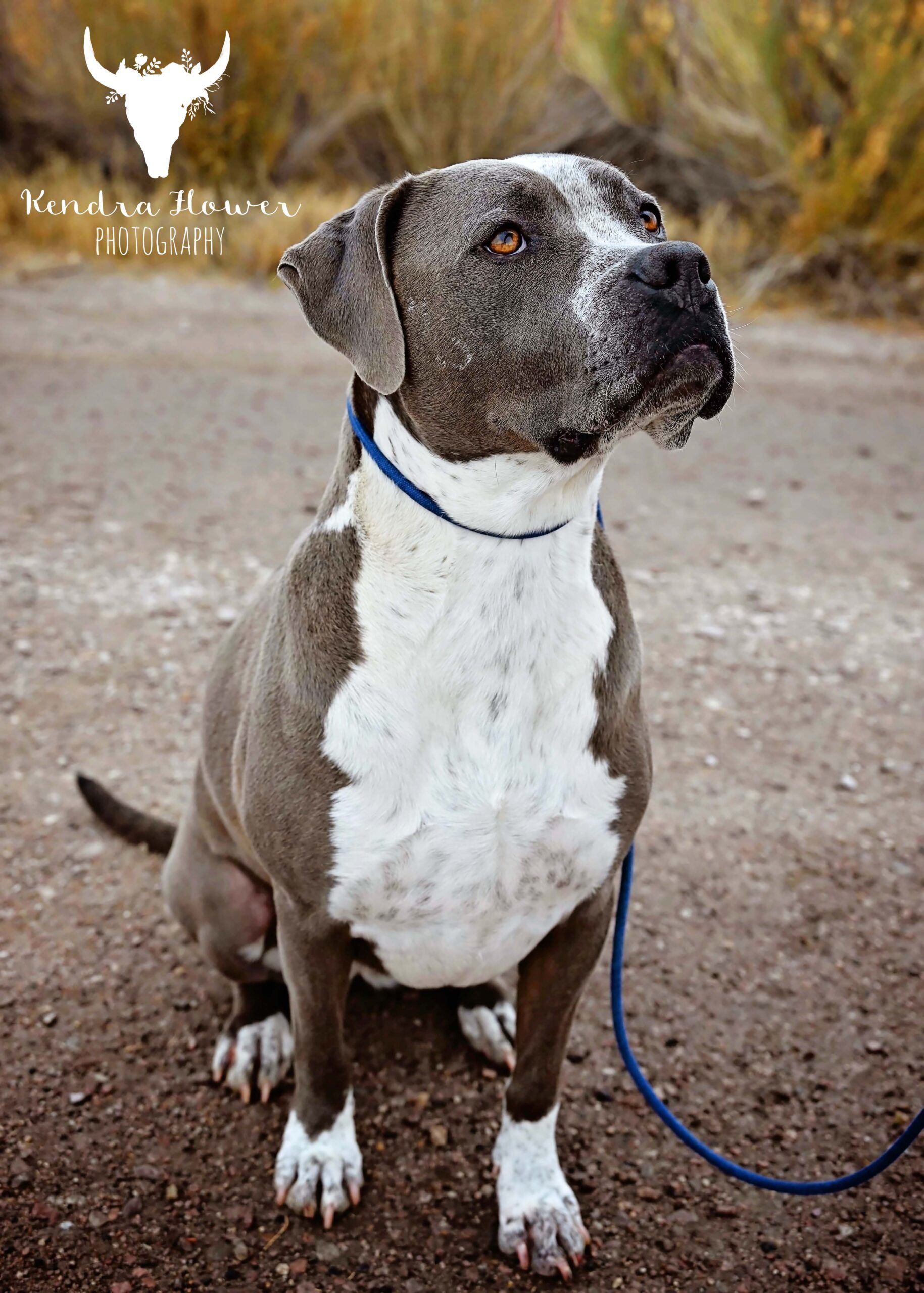 Bellalina, an adoptable Pit Bull Terrier, Boxer in Fallon, NV, 89406 | Photo Image 1
