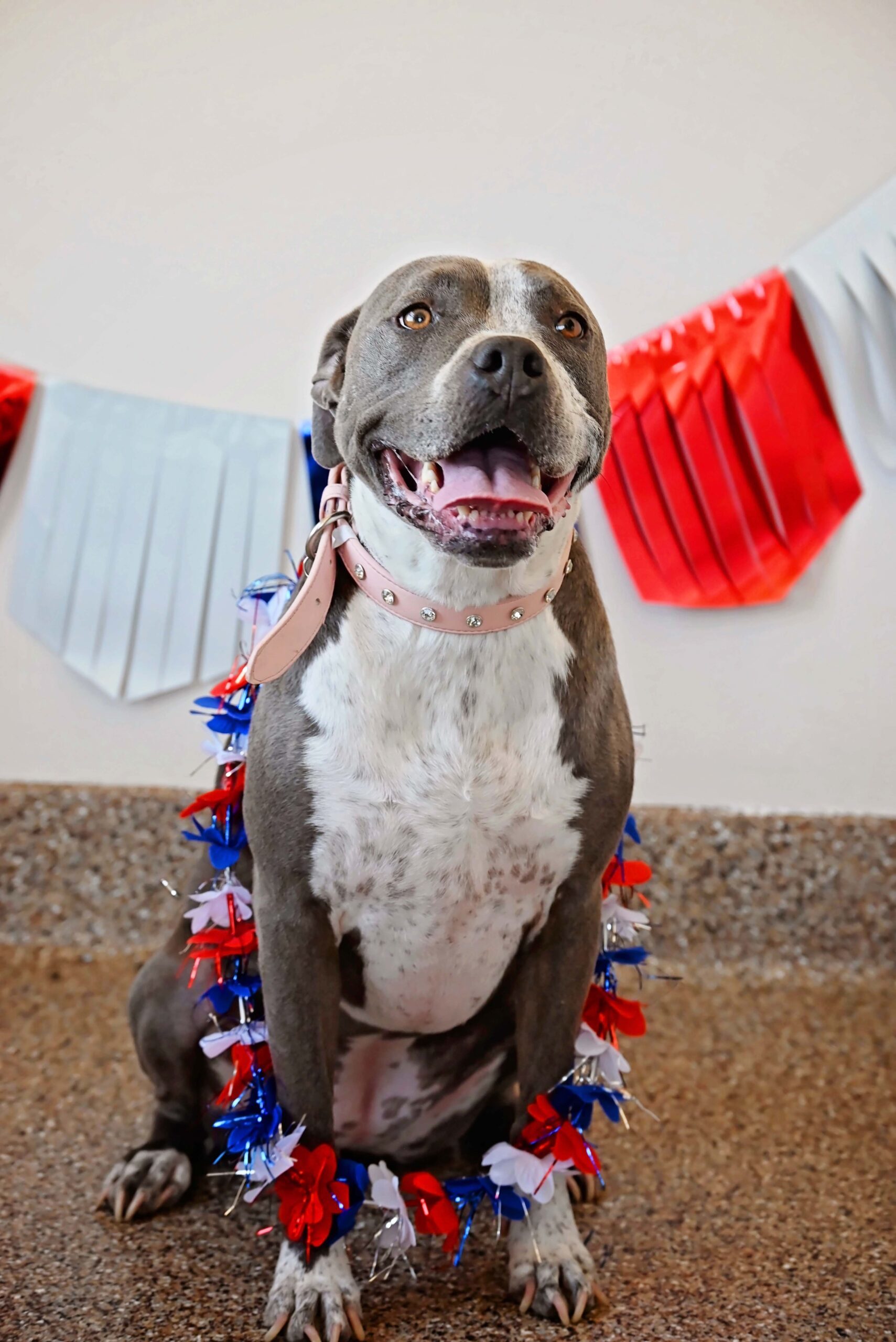 Bellalina, an adoptable Pit Bull Terrier, Boxer in Fallon, NV, 89406 | Photo Image 1