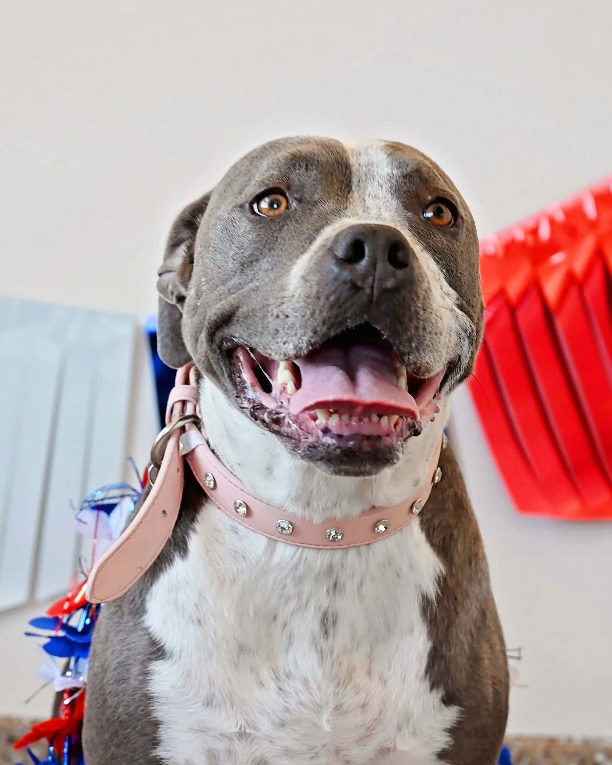 Bellalina, an adoptable Pit Bull Terrier, Boxer in Fallon, NV, 89406 | Photo Image 1