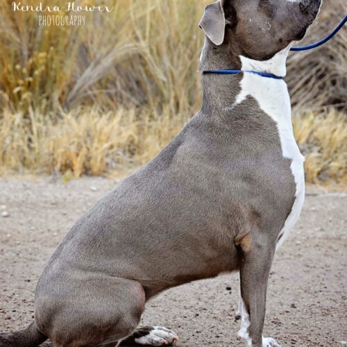 Bellalina, an adoptable Pit Bull Terrier, Boxer in Fallon, NV, 89406 | Photo Image 2