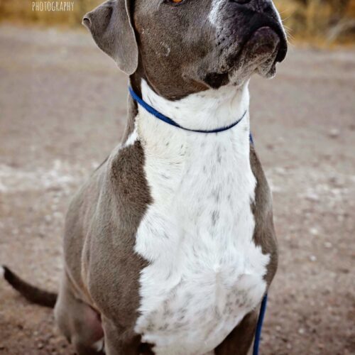 Bellalina, an adoptable Pit Bull Terrier, Boxer in Fallon, NV, 89406 | Photo Image 3