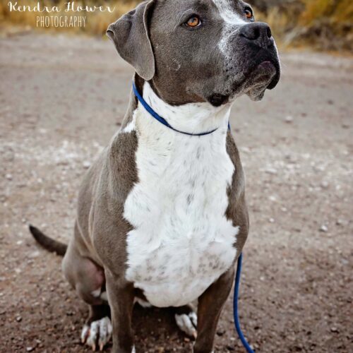 Bellalina, an adoptable Pit Bull Terrier, Boxer in Fallon, NV, 89406 | Photo Image 4