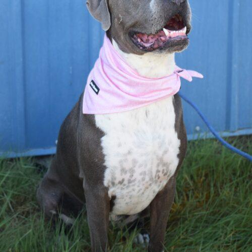 Bellalina, an adoptable Pit Bull Terrier, Boxer in Fallon, NV, 89406 | Photo Image 5