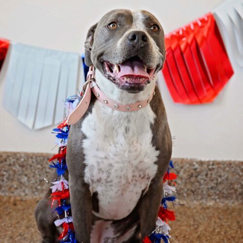 Bellalina, an adoptable Pit Bull Terrier, Boxer in Fallon, NV, 89406 | Photo Image 6