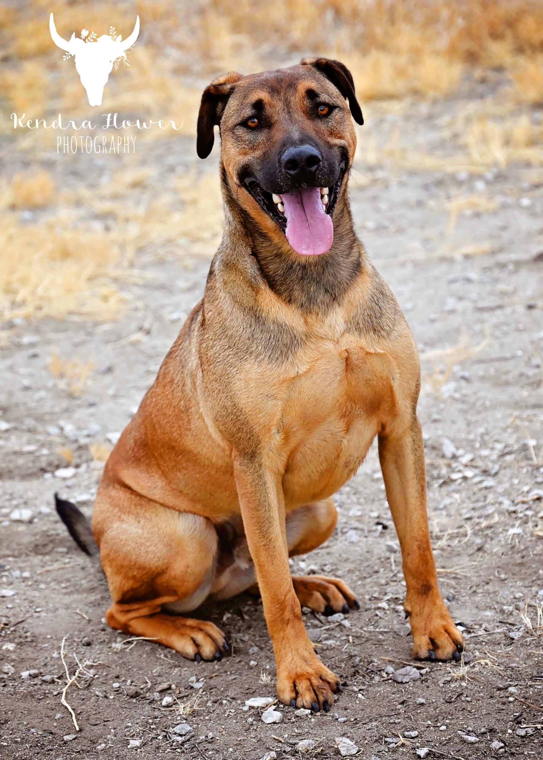Diego, an adoptable Pit Bull Terrier, Labrador Retriever in Fallon, NV, 89406 | Photo Image 1