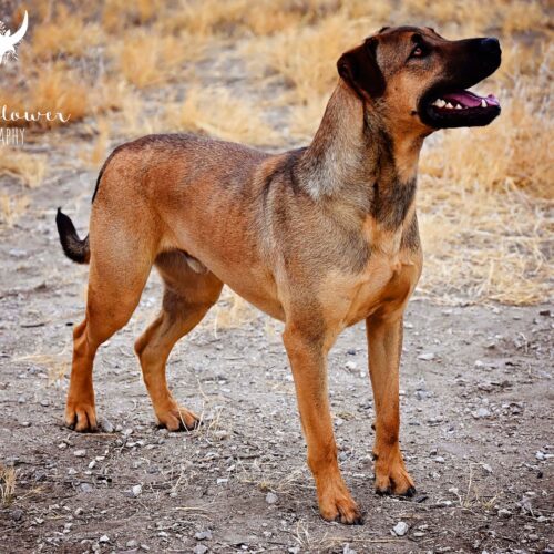 Diego, an adoptable Pit Bull Terrier, Labrador Retriever in Fallon, NV, 89406 | Photo Image 2