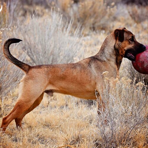 Diego, an adoptable Pit Bull Terrier, Labrador Retriever in Fallon, NV, 89406 | Photo Image 3