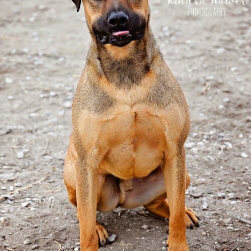 Diego, an adoptable Pit Bull Terrier, Labrador Retriever in Fallon, NV, 89406 | Photo Image 4