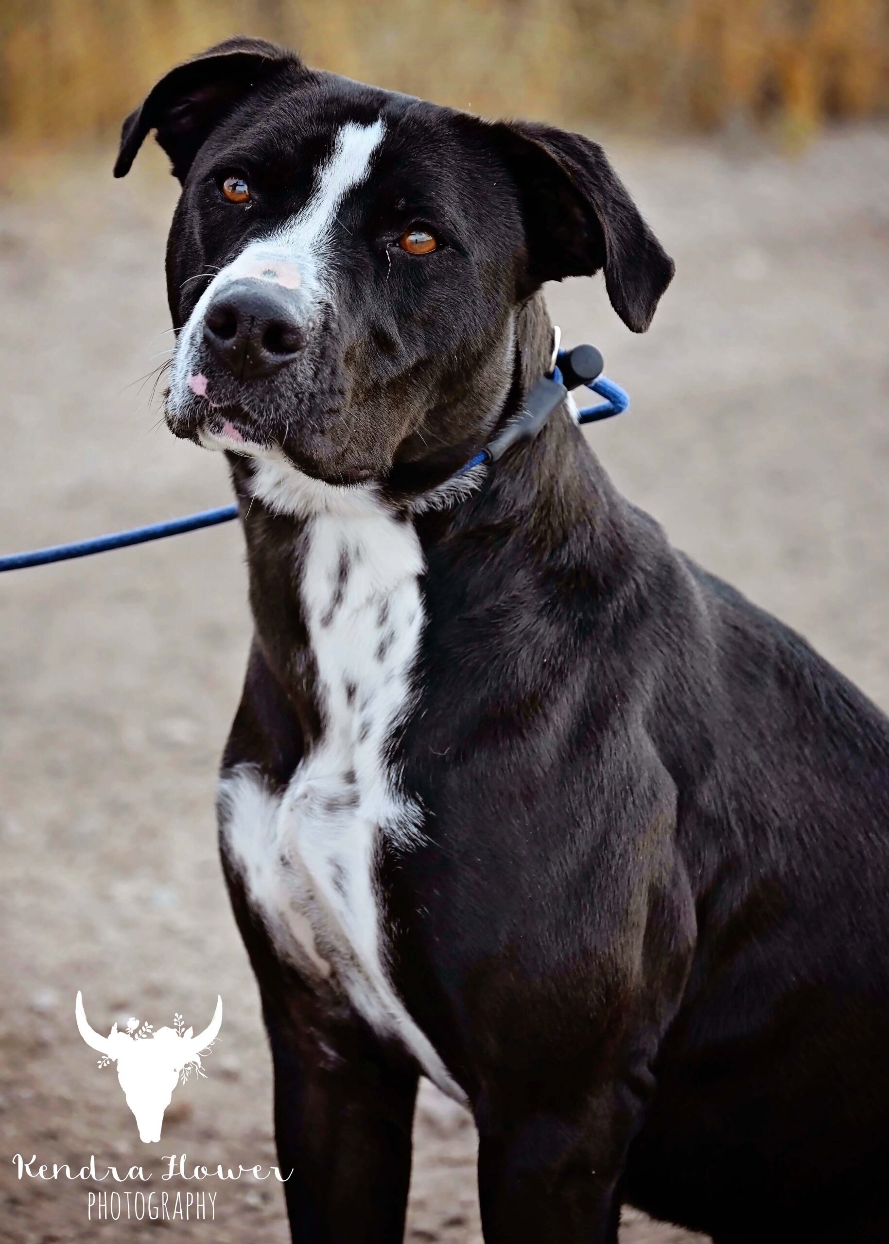 Star, an adoptable Pit Bull Terrier, Mixed Breed in Fallon, NV, 89406 | Photo Image 1