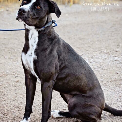 Star, an adoptable Pit Bull Terrier, Mixed Breed in Fallon, NV, 89406 | Photo Image 2