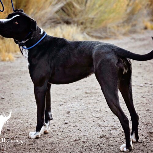 Star, an adoptable Pit Bull Terrier, Mixed Breed in Fallon, NV, 89406 | Photo Image 3