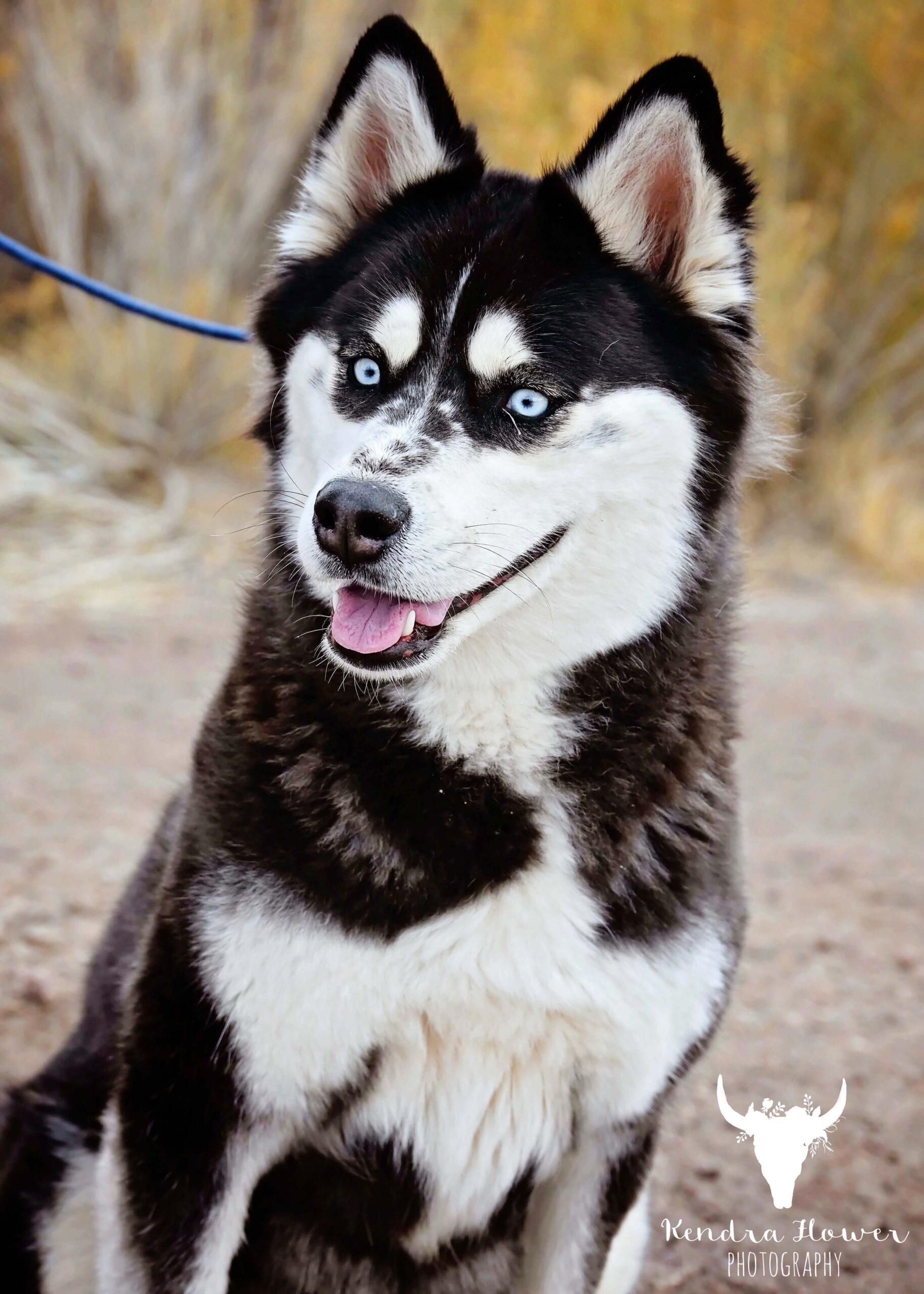 December, an adoptable Siberian Husky, Mixed Breed in Fallon, NV, 89406 | Photo Image 1