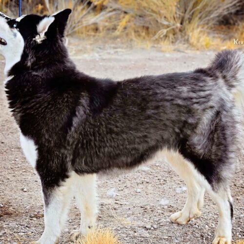 December, an adoptable Siberian Husky, Mixed Breed in Fallon, NV, 89406 | Photo Image 2