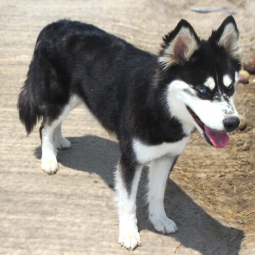 December, an adoptable Siberian Husky, Mixed Breed in Fallon, NV, 89406 | Photo Image 3