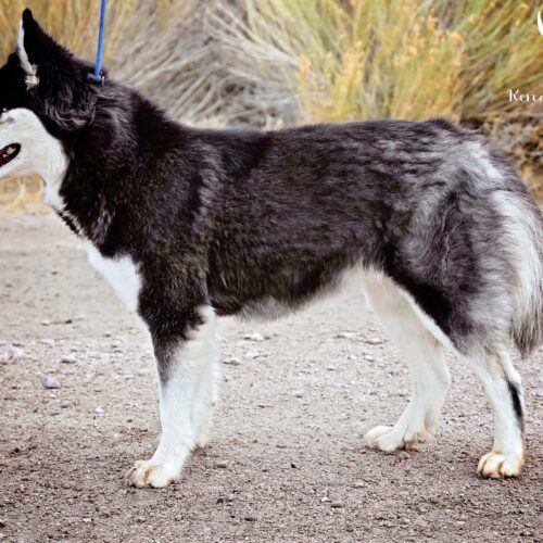 December, an adoptable Siberian Husky, Mixed Breed in Fallon, NV, 89406 | Photo Image 4