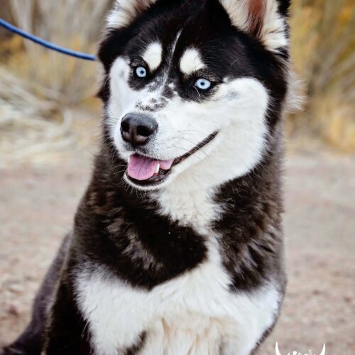 December, an adoptable Siberian Husky, Mixed Breed in Fallon, NV, 89406 | Photo Image 5