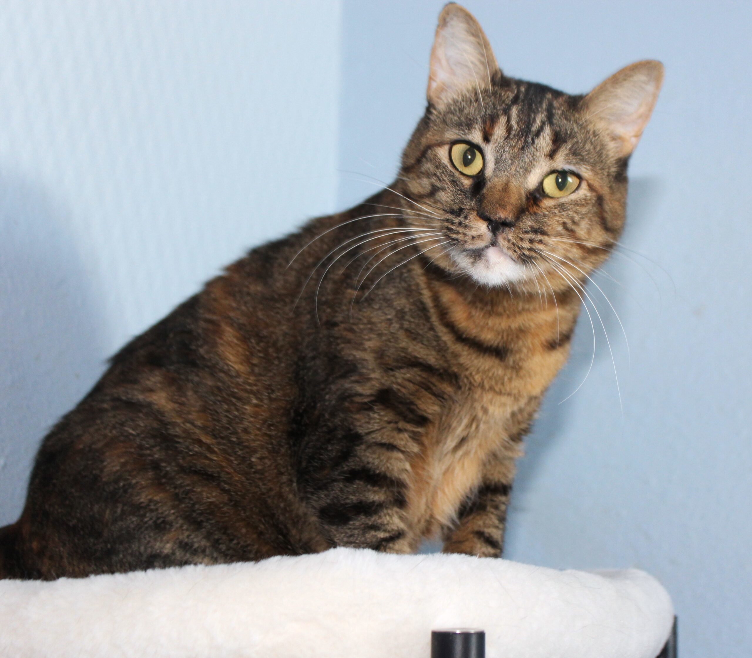 Baby Girl, an adoptable Domestic Short Hair in Fallon, NV, 89406 | Photo Image 1