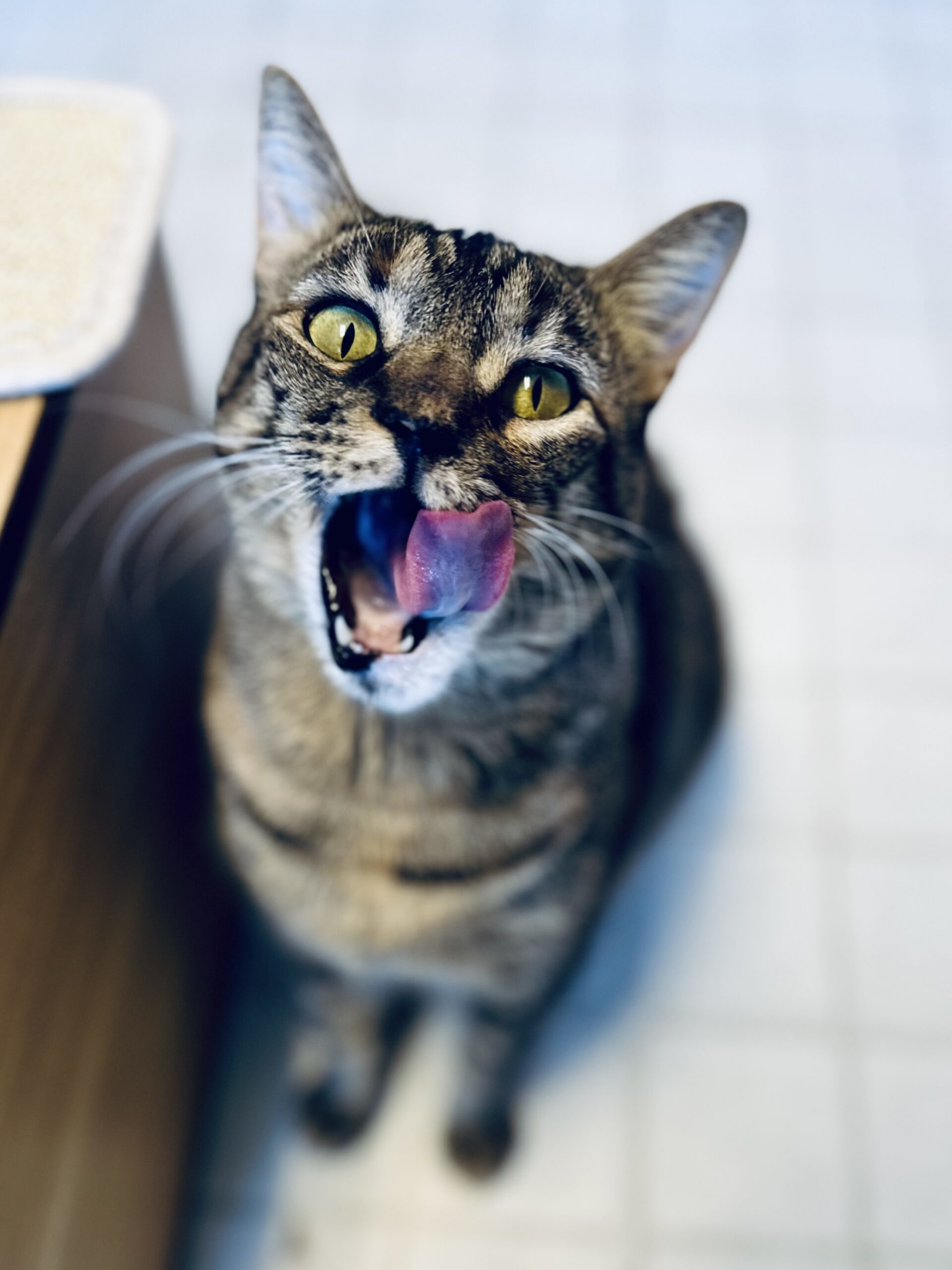 Baby Girl, an adoptable Domestic Short Hair in Fallon, NV, 89406 | Photo Image 1