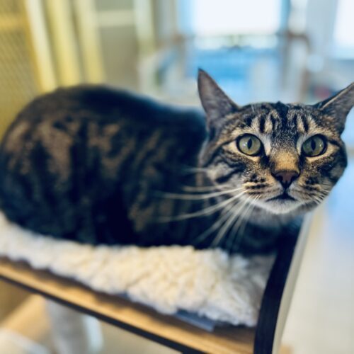 Baby Girl, an adoptable Domestic Short Hair in Fallon, NV, 89406 | Photo Image 2