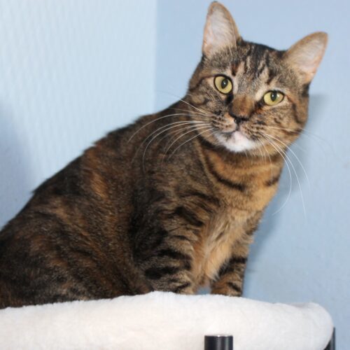 Baby Girl, an adoptable Domestic Short Hair in Fallon, NV, 89406 | Photo Image 3