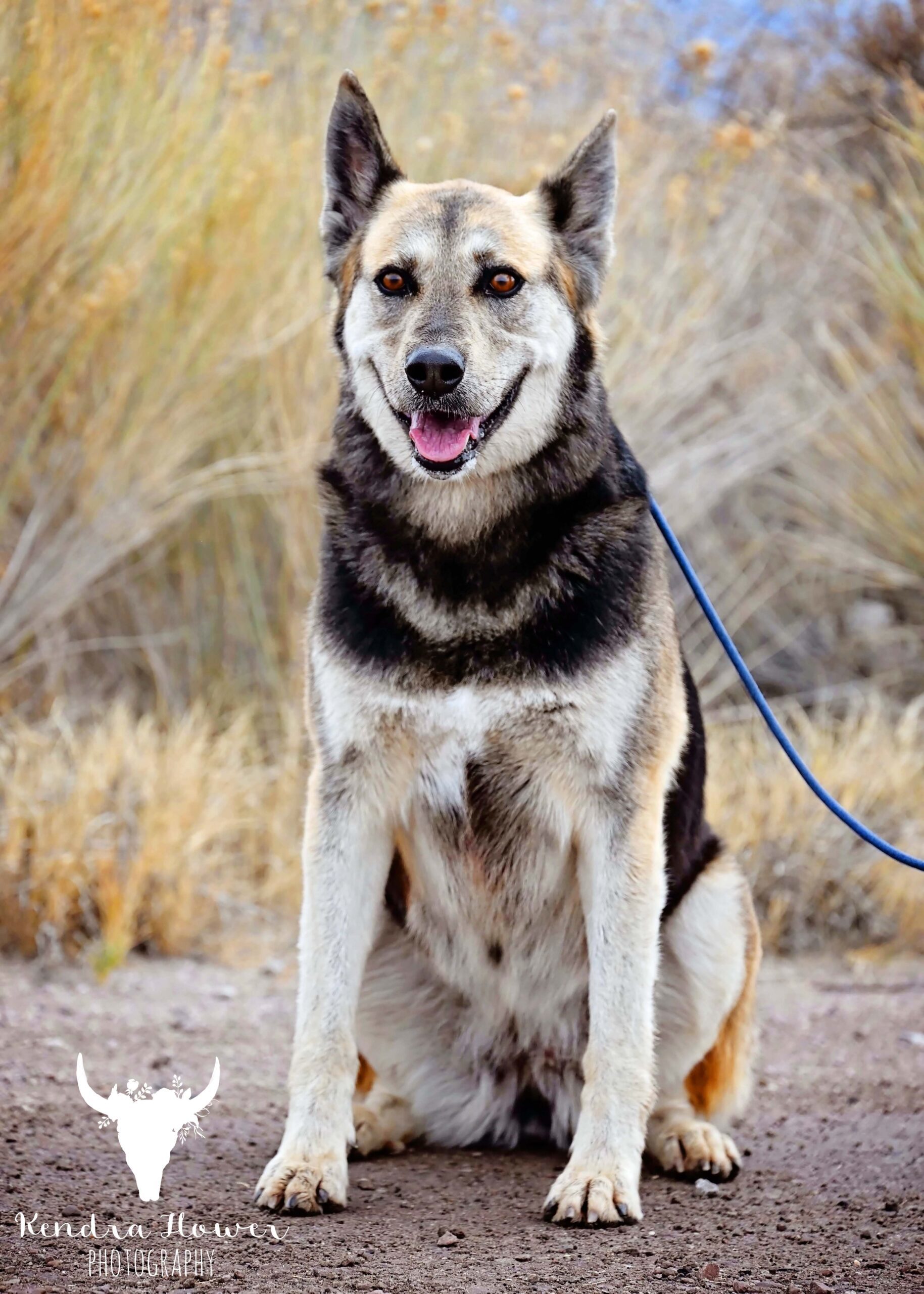 Lulu, an adoptable Shepherd, Mixed Breed in Fallon, NV, 89406 | Photo Image 1