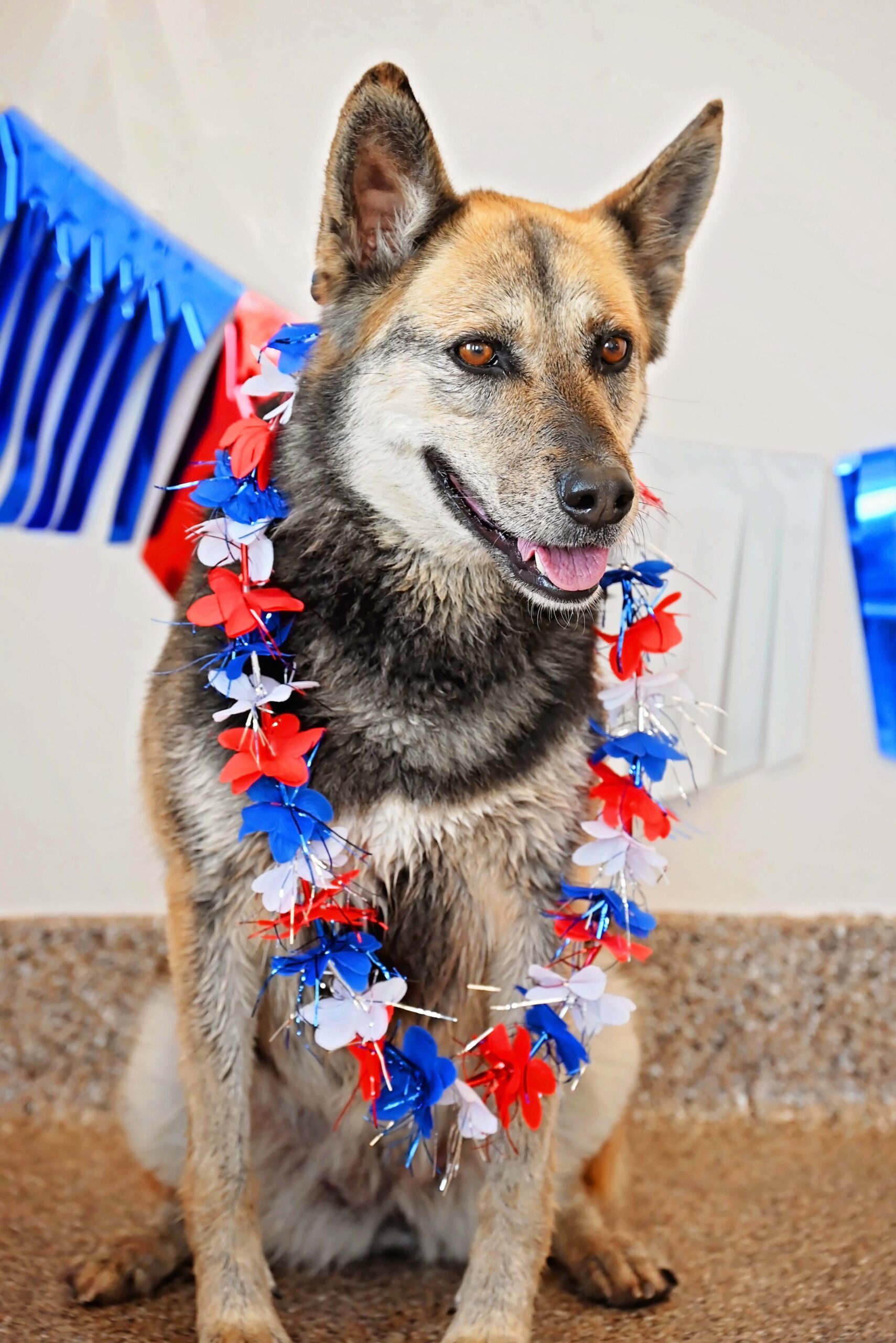 Lulu, an adoptable Shepherd, Mixed Breed in Fallon, NV, 89406 | Photo Image 1