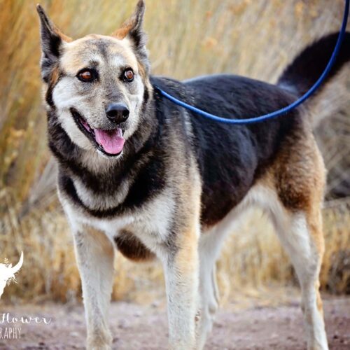 Lulu, an adoptable Shepherd, Mixed Breed in Fallon, NV, 89406 | Photo Image 2