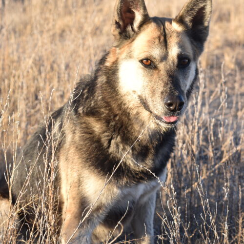 Lulu, an adoptable Shepherd, Mixed Breed in Fallon, NV, 89406 | Photo Image 3