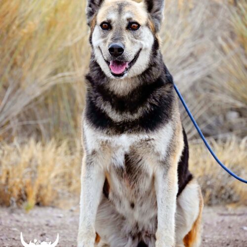 Lulu, an adoptable Shepherd, Mixed Breed in Fallon, NV, 89406 | Photo Image 4