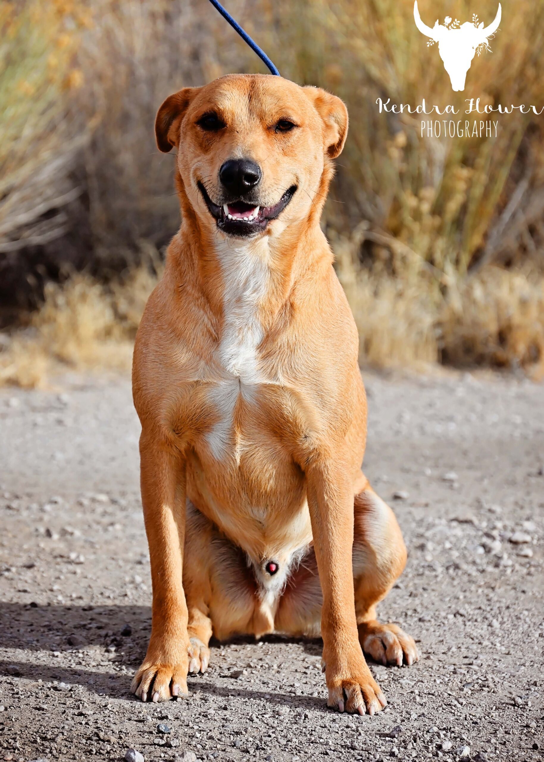 Big Guy, an adoptable Labrador Retriever, Border Collie in Fallon, NV, 89406 | Photo Image 1