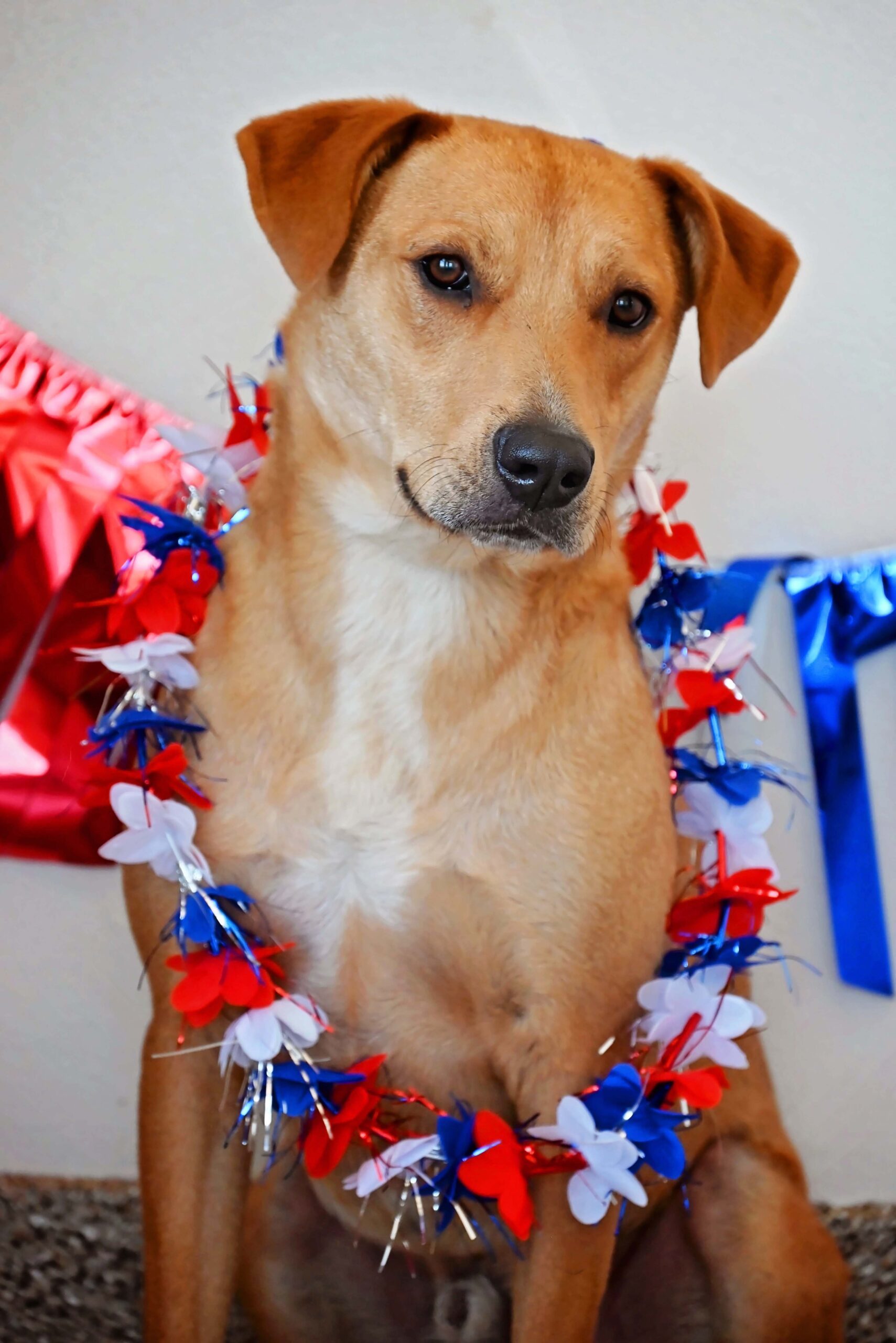 Big Guy, an adoptable Labrador Retriever, Border Collie in Fallon, NV, 89406 | Photo Image 1