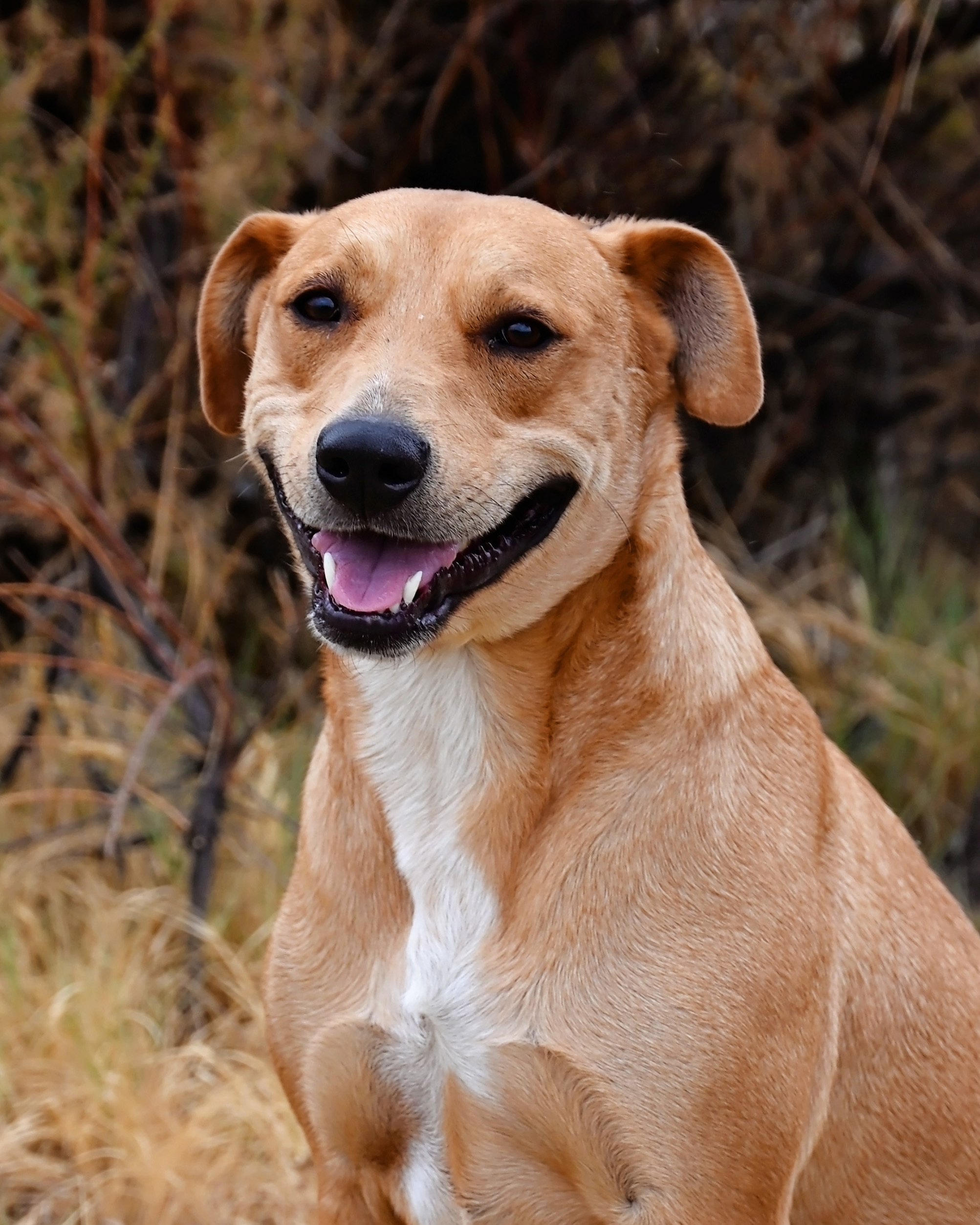 Big Guy, an adoptable Labrador Retriever, Border Collie in Fallon, NV, 89406 | Photo Image 1