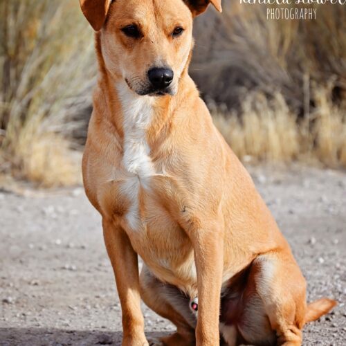 Big Guy, an adoptable Labrador Retriever, Border Collie in Fallon, NV, 89406 | Photo Image 2