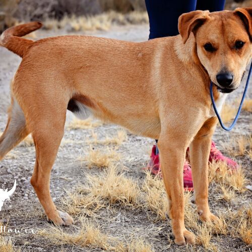 Big Guy, an adoptable Labrador Retriever, Border Collie in Fallon, NV, 89406 | Photo Image 3