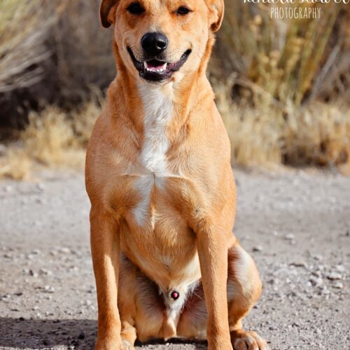 Big Guy, an adoptable Labrador Retriever, Border Collie in Fallon, NV, 89406 | Photo Image 4