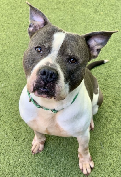 Sparky, an adoptable Pit Bull Terrier, Mixed Breed in Eugene, OR, 97402 | Photo Image 2