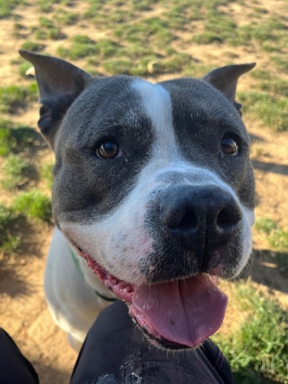 Sparky, an adoptable Pit Bull Terrier, Mixed Breed in Eugene, OR, 97402 | Photo Image 3