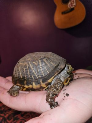 Sunny, Adult Female unknown