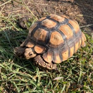 Raphael, Senior Female unknown